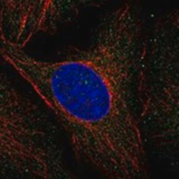 Anti-MVK antibody produced in rabbit, 1 X 100 µL (HPA044110-100UL)