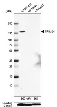 Anti-TRIM24 antibody produced in rabbit, 1 X 100 µL (HPA043495-100UL)