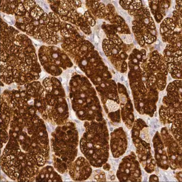 Anti-HSD3B1 antibody produced in rabbit, 1 X 100 µL (HPA043261-100UL)