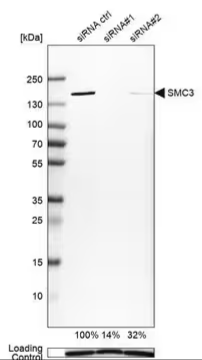 Anti-SMC3 antibody produced in rabbit, 100 µL (HPA043206-100UL)
