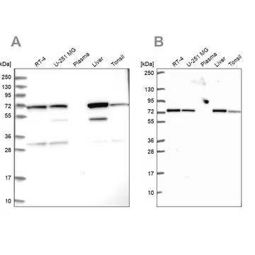 Anti-SDHA antibody produced in rabbit, 1 X 100 µL (HPA041981-100UL)