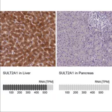 Anti-SULT2A1 antibody produced in rabbit, 1 X 100 µL (HPA041487-100UL)
