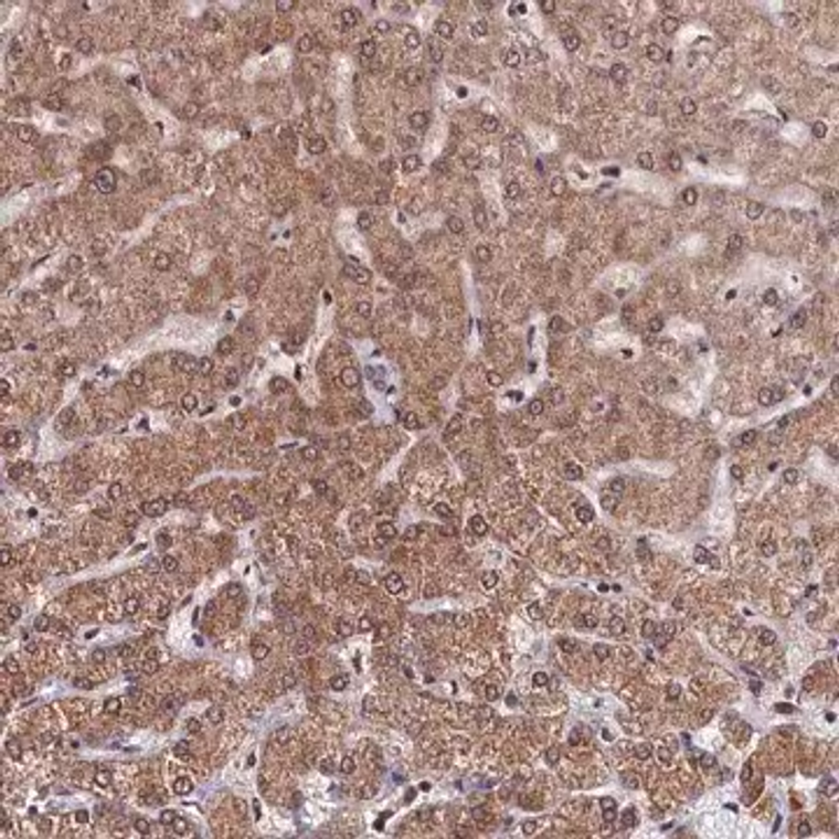 Anti-CLPX antibody produced in rabbit, 1 X 100 µL (HPA040262-100UL)
