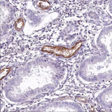 Anti-PROCR antibody produced in rabbit, 1 X 100 µL (HPA039461-100UL)