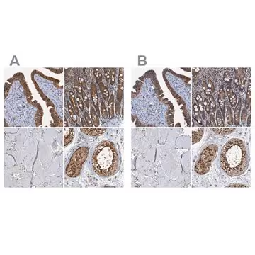 Anti-PTGES3 antibody produced in rabbit, 1 X 100 µL (HPA038673-100UL)