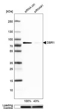 Anti-DBR1 antibody produced in rabbit, 1 X 100 µL (HPA035365-100UL)