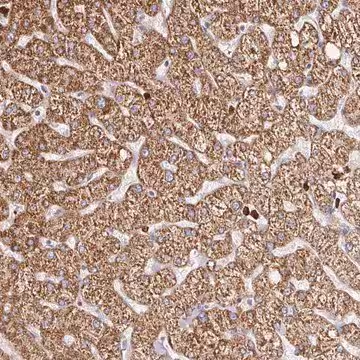 Anti-PDPK1 antibody produced in rabbit, 100 µL (HPA035199-100UL)