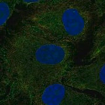 Anti-DRD1 antibody produced in rabbit, 1 X 100 µL (HPA017304-100UL)