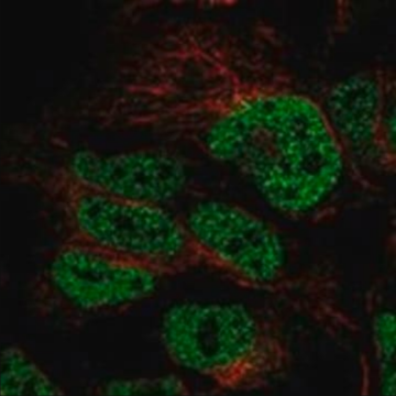 Anti-CDC25A antibody produced in rabbit, 1 X 100 µL (HPA008803-100UL)