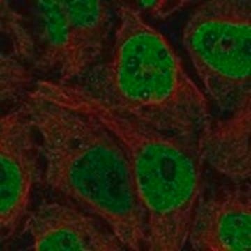 Anti-CDK7 antibody produced in rabbit, 1 X 100 µL (HPA008453-100UL)