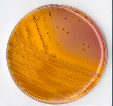 KF streptococcus agar (base), 1 X 500 g (1107070500)