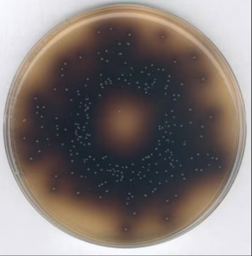 GranuCult® plus Bile Aesculin Azide Agar, 1 X 500 g (1000720500)