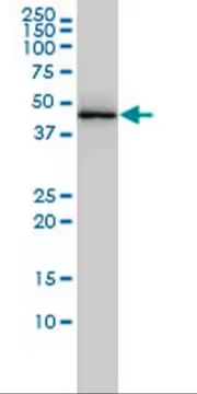 Anti-TARDBP Mouse mAb (2E2-D3), 100 µG (DR1075-100UG)