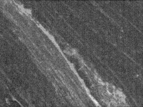 Anti-PGP9.5 (176-191) Rabbit pAb, 50 µL (NE1013-50UL)