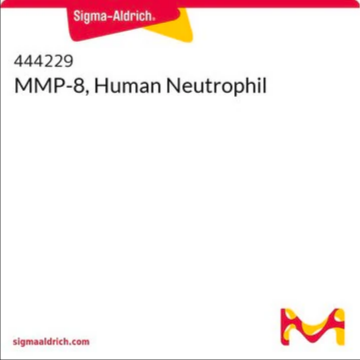 MMP-8, Human Neutrophil, 5 µG (444229-5UG)