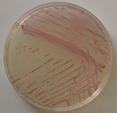 Chromocult® Enterococci-Agar, 1 X 500 g (1009500500)