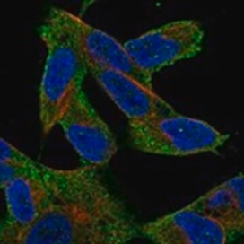 Anti-MAP3K7 antibody produced in rabbit, 1 X 100 µL (HPA075335-100UL)