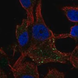 Anti-CD63 antibody produced in rabbit, 1 X 100 µL (HPA073506-100UL)