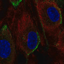 Anti-PIK3CG antibody produced in rabbit, 100 µL (HPA069976-100UL)