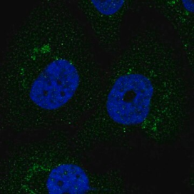 Anti-F3 antibody produced in rabbit, 100 µL (HPA069132-100UL)