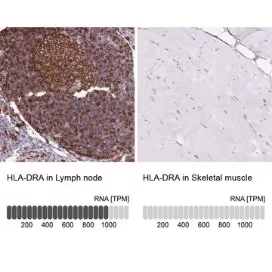 Anti-HLA-DRA antibody produced in rabbit, 100 µL (HPA053176-100UL)