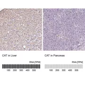 Anti-CAT antibody produced in rabbit, 100 µL (HPA051282-100UL)