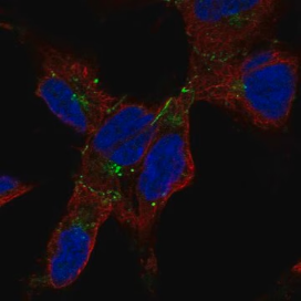 Anti-GJA1 antibody produced in rabbit, 100 µL (HPA047551-100UL)