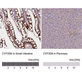 Anti-CYP2D6 antibody produced in rabbit, 1 X 100 µL (HPA045223-100UL)