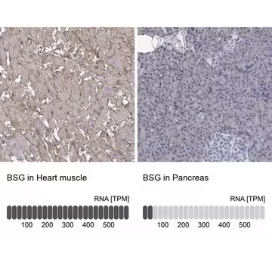Anti-BSG antibody produced in rabbit, 1 X 100 µL (HPA036048-100UL)