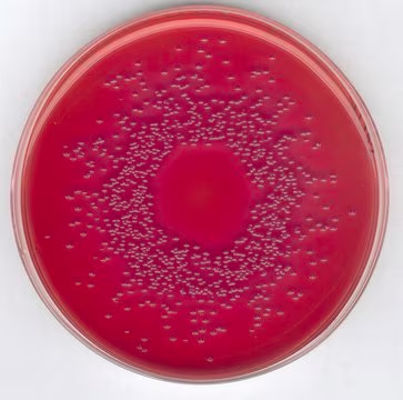 GranuCult® prime MacConkey (MAC) Agar, 1 X 500 g (1002050500)
