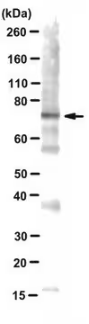 Anti-alpha-Synuclein Antibody, oligomer-specific Syn33, 25 µG (ABN2265-25UG)