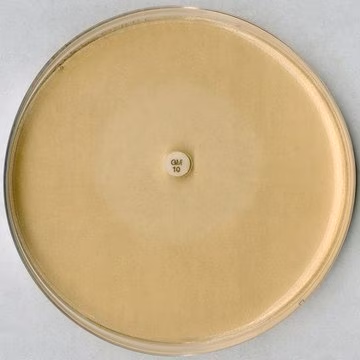 Test agar pH 8.0 for the inhibitor test, 1 X 500 g (1106640500)