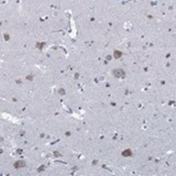Anti-SLC45A1 antibody produced in rabbit, 1 X 100 µL (HPA078818-100UL)