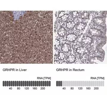 Anti-GRHPR antibody produced in rabbit, 1 X 100 µL (HPA078575-100UL)