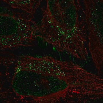 Anti-PRRG1 antibody produced in rabbit, 100 µL (HPA078129-100UL)