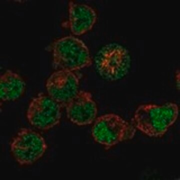 Anti-BDP1 antibody produced in rabbit, 1 X 100 µL (HPA077984-100UL)