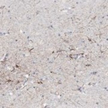 Anti-SNTG2 antibody produced in rabbit, 1 X 100 µL (HPA077904-100UL)