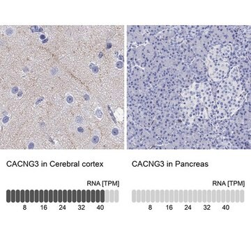 Anti-CACNG3 antibody produced in rabbit, 1 X 100 µL (HPA077238-100UL)