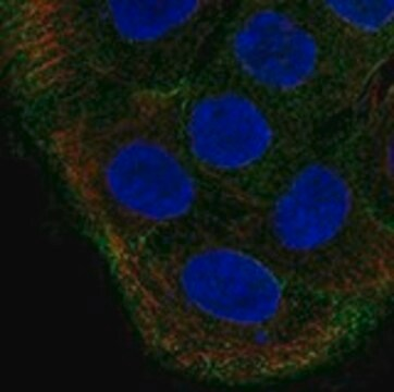 Anti-TBC1D2 antibody produced in rabbit, 1 X 100 µL (HPA076521-100UL)