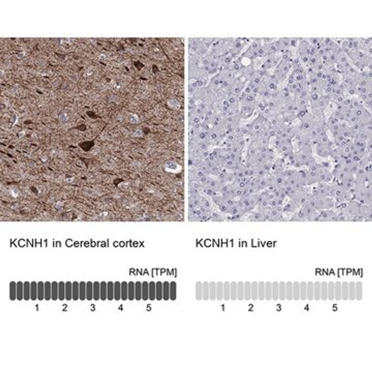 Anti-KCNH1 antibody produced in rabbit, 1 X 100 µL (HPA076421-100UL)