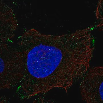 Anti-PCDHGB1 antibody produced in rabbit, 100 µL (HPA076182-100UL)