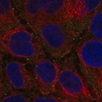 Anti-FANCD2OS antibody produced in rabbit, 1 X 100 µL (HPA076166-100UL)