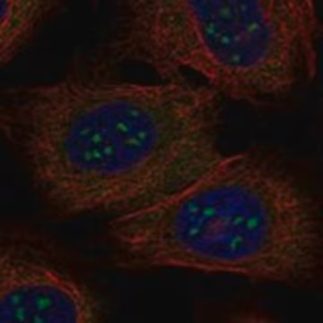Anti-BATF3 antibody produced in rabbit, 1 X 100 µL (HPA075858-100UL)