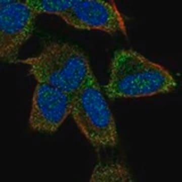 Anti-KCNK9 antibody produced in rabbit, 1 X 100 µL (HPA075842-100UL)