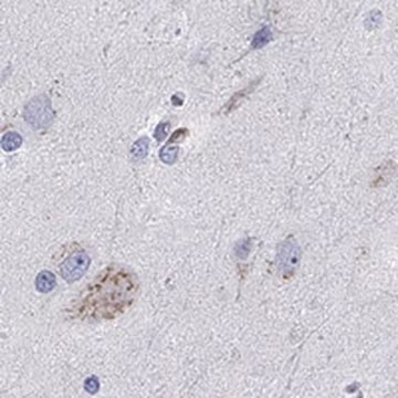 Anti-LRRC4C antibody produced in rabbit, 1 X 100 µL (HPA075816-100UL)
