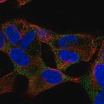 Anti-RUNDC3B antibody produced in rabbit, 1 X 100 µL (HPA075760-100UL)
