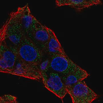 Anti-NAT8 antibody produced in rabbit, 100 µL (HPA074519-100UL)