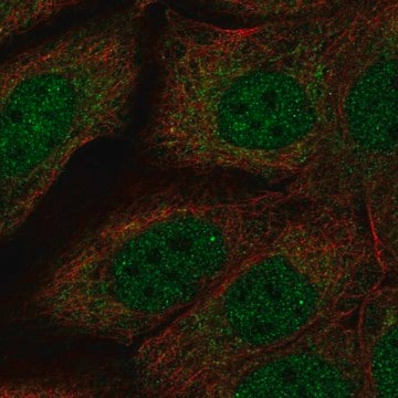 Anti-NDN antibody produced in rabbit, 100 µL (HPA074457-100UL)