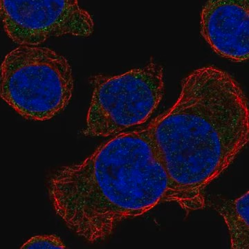 Anti-STUM antibody produced in rabbit, 100 µL (HPA074381-100UL)