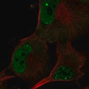 Anti-POLR3G antibody produced in rabbit, 1 X 100 µL (HPA074330-100UL)